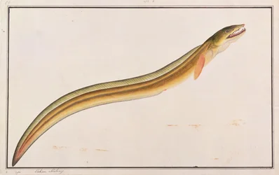 Congro Lancia, da Disegni di Pesci di Malacca, c.1805-18